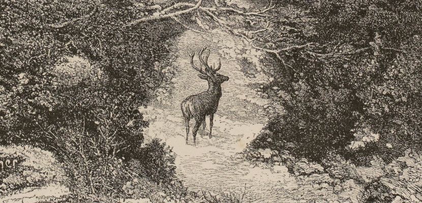 c La Nature chez elle par Gautier Theophile bpt6k1518494k 19