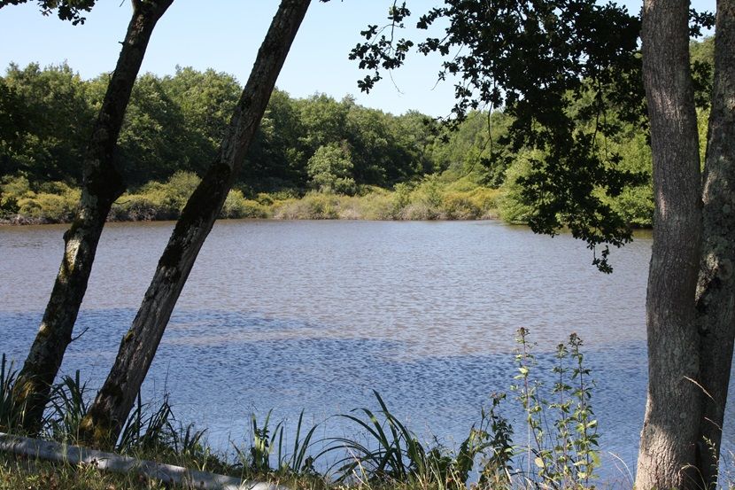 Les étanges de la Sologne bourbonnaise à Chapeau (c) Moulins Communauté 3 etangs Sologne